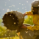Illustration for article titled iHoneyland /icouches an apocalyptic warning in a beekeeping documentary